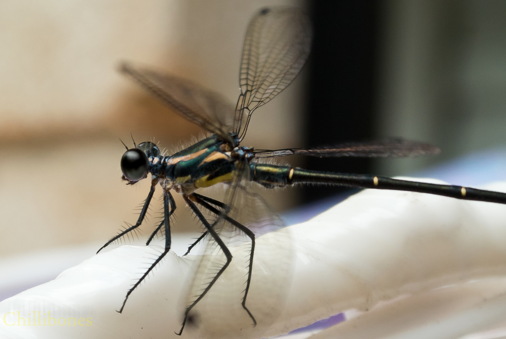Flatwings