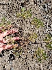 Lomatium macrocarpum