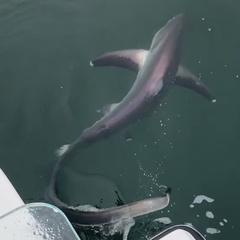 Fox Shark photo 3