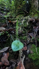 Malaxis maianthemifolia