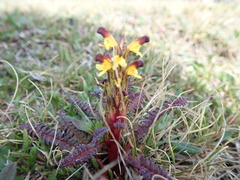 Pedicularis flammea