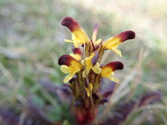 Pedicularis flammea