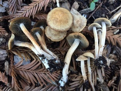 Panaeolus cinctulus image