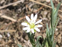 Stellaria longipes