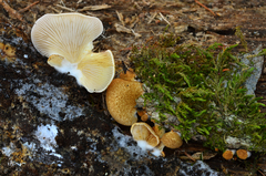 Crepidotus mollis image