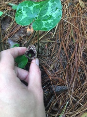 Hexastylis shuttleworthii