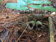 Hexastylis shuttleworthii