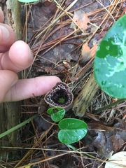 Hexastylis shuttleworthii