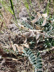 Astragalus malacus