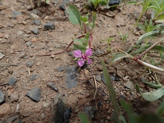 Clarkia rhomboidea