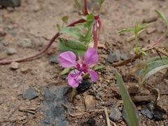 Clarkia rhomboidea