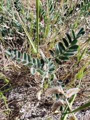 Astragalus malacus