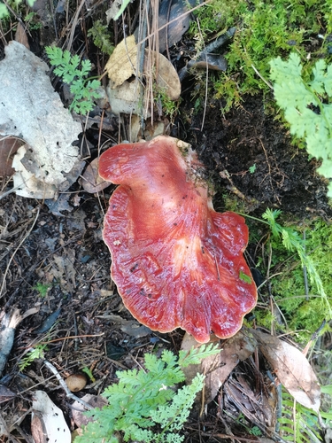Beefsteak Polypore