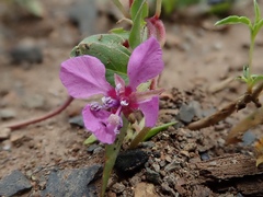 Clarkia rhomboidea