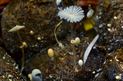 Coprinopsis ephemeroides image