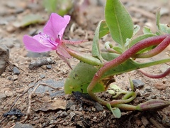 Clarkia rhomboidea