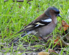 Fringilla coelebs
