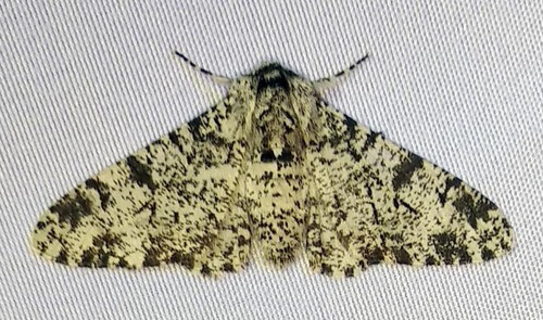 Biston betularia