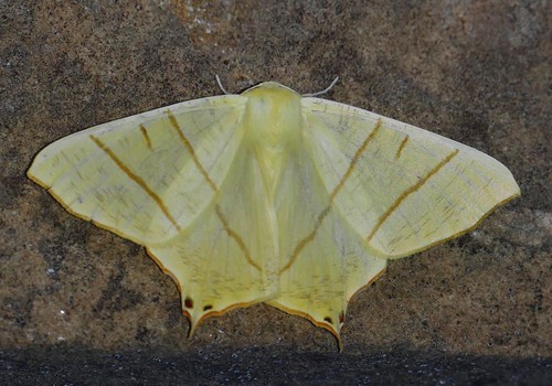 Ourapteryx sambucaria