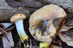 Gomphidius oregonensis image