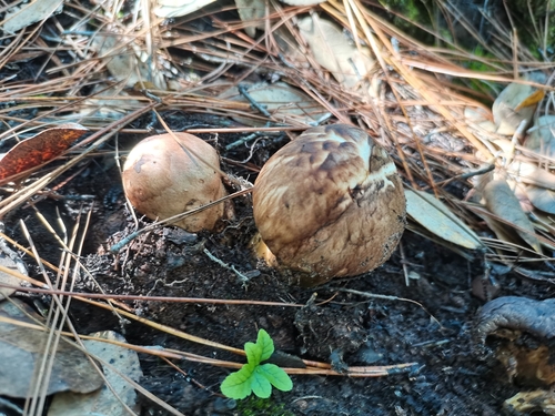 Matsutake