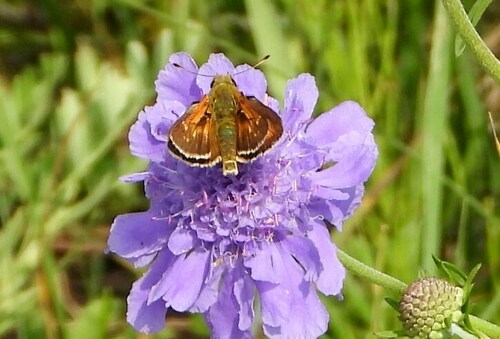 Photo of Common Branded Skipper (Hesperia comma)