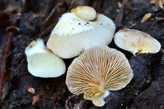 Crepidotus applanatus image