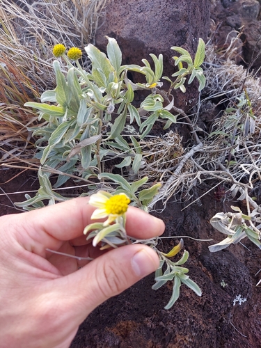 Lipochaeta lavarum observed 2024-07-30