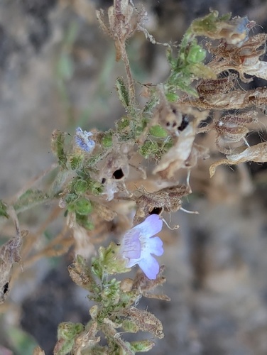 Chaenorhinum serpyllifolium (Chaenorhinum serpyllifolium)