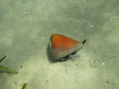 Conus betulinus image