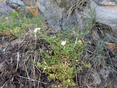 Cerastium elongatum, photograph Ryan Sorrells, CC BY, iNaturalist via GBIF
