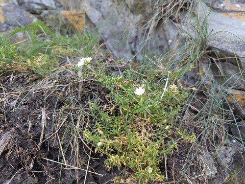 Cerastium elongatum, photograph 2