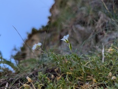 Cerastium elongatum, photograph Ryan Sorrells, CC BY, iNaturalist via GBIF