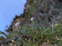 Cerastium elongatum, photograph Ryan Sorrells, CC BY, iNaturalist via GBIF