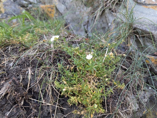 Cerastium elongatum, photograph 3