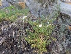 Cerastium elongatum, photograph Ryan Sorrells, CC BY, iNaturalist via GBIF