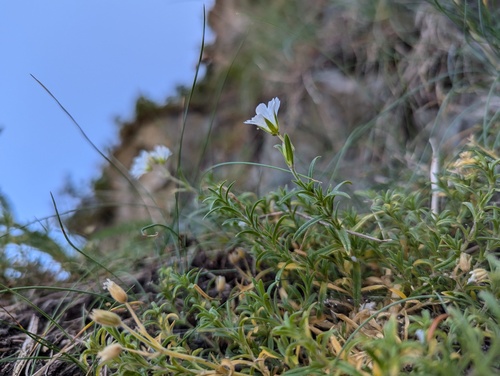 Cerastium elongatum, photograph 6
