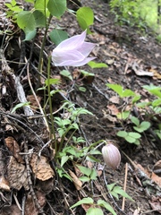 Clematis occidentalis