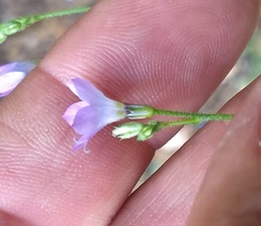 Saltugilia australis