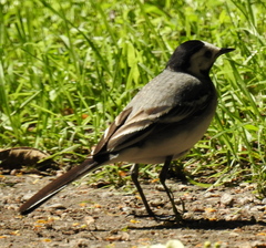 Motacilla alba