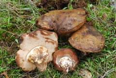 Tylopilus humilis image