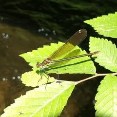 Calopteryx amata