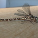 Wide-faced Darner - Photo (c) Donald Hobern, some rights reserved (CC BY)