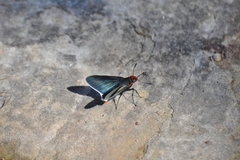 Pyrrhopyge charybdis