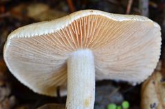 Hebeloma crustuliniforme image