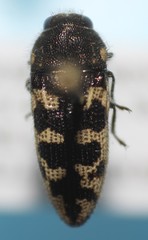 Acmaeodera bowditchi