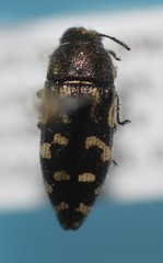 Acmaeodera mixta