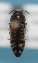 Acmaeodera variegata