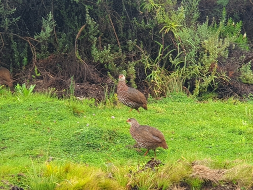 Jackson's Spurfowl (Pternistis jacksoni)