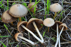 Psathyrella longipes image